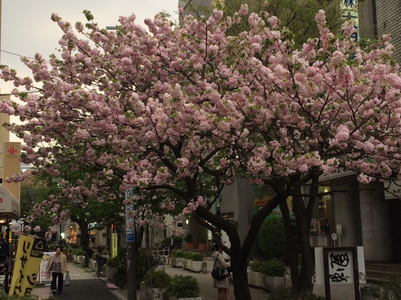 自由が丘の八重桜　昨年の満開